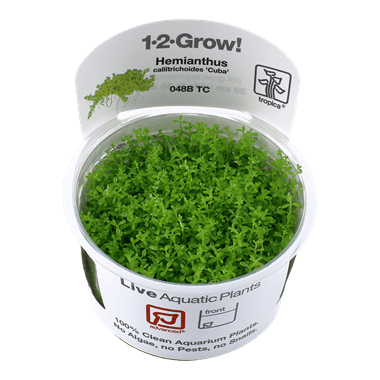 1-2-Grow! Hemianthus callitrichoides 'Cuba' - Pisces Pet Emporium