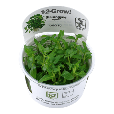 1-2-Grow! Staurogyne repens - Pisces Pet Emporium