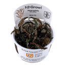 1-2-Grow! Hygrophila pinnatifida - Pisces Pet Emporium