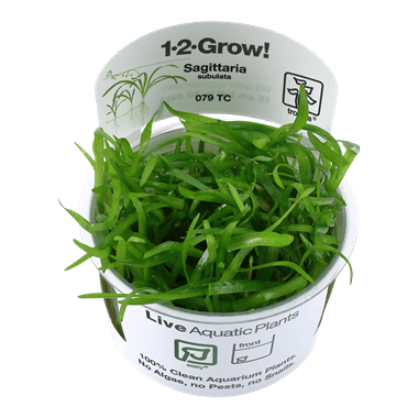 1-2-Grow! Sagittaria subulata - Pisces Pet Emporium