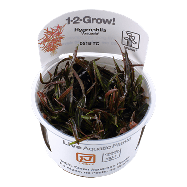 1-2-Grow! Hygrophila lancea 'Araguaia' - Pisces Pet Emporium