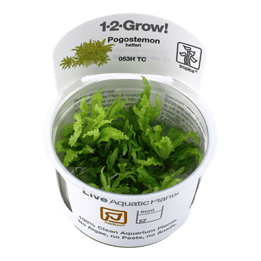 1-2-Grow! Pogostemon helferi - Pisces Pet Emporium