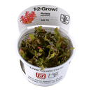 1-2-Grow! Rotala macrandra - Pisces Pet Emporium