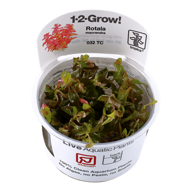 1-2-Grow! Rotala macrandra - Pisces Pet Emporium