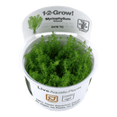 1-2-Grow! Myriophyllum guyana - Pisces Pet Emporium