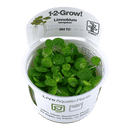 1-2-Grow! Limnobium laevigatum - Pisces Pet Emporium