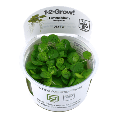 1-2-Grow! Limnobium laevigatum - Pisces Pet Emporium