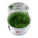 1-2-Grow! Glossostigma elatinoides - Pisces Pet Emporium