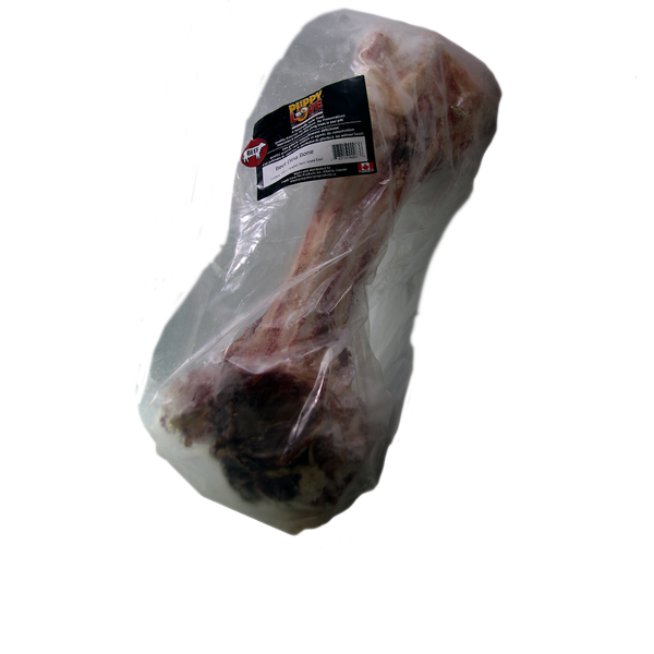 Puppy Love - Frozen Dino Bone - Pisces Pet Emporium