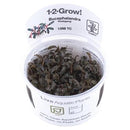 1-2-Grow! Bucephalandra 'Kedagang' - Pisces Pet Emporium