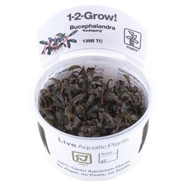 1-2-Grow! Bucephalandra 'Kedagang' - Pisces Pet Emporium