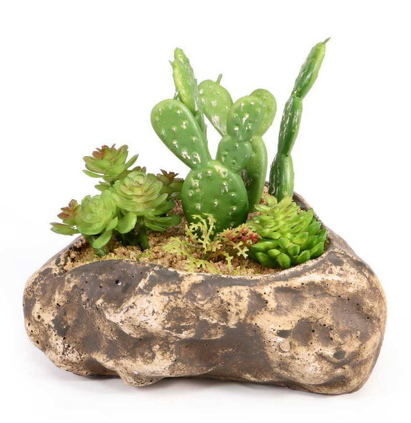 Pangea Succulent Garden #4 - Pisces Pet Emporium
