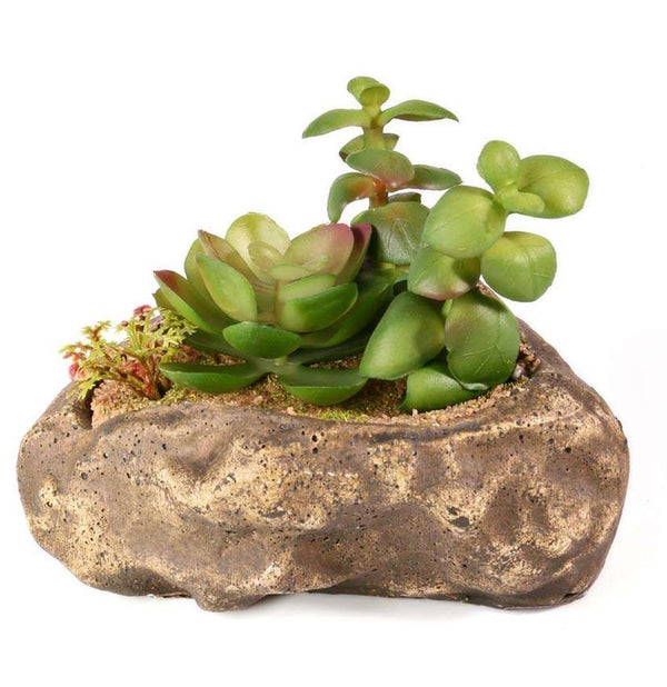 Pangea Succulent Garden #2 - Pisces Pet Emporium