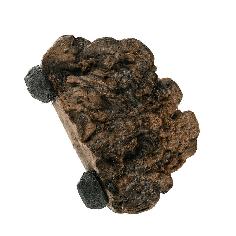Pet-Tekk MagNaturals Mushroom Ledges - Pisces Pet Emporium