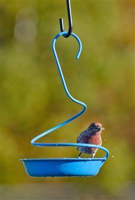 Woodlink Metal Mealworm Feeder - Blue - Pisces Pet Emporium