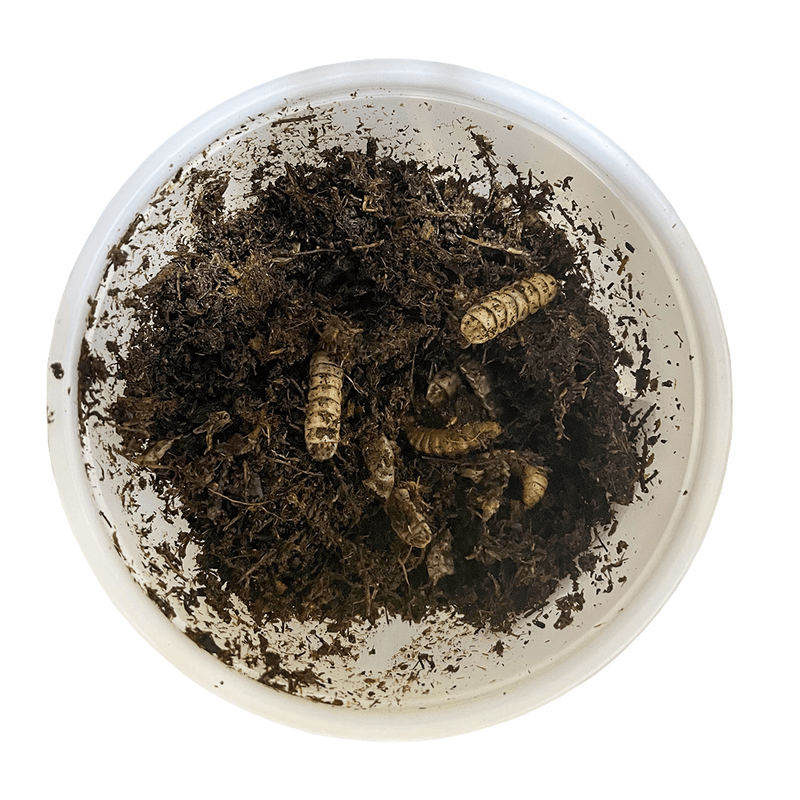 Pisces Black Soldier Fly Larvae - 25-Pack - Pisces Pet Emporium