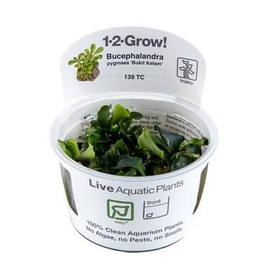 1-2-Grow! Bucephalandra pygmaea Plant | Pisces