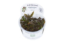 1-2-Grow! Cryptocoryne wendtii Mi Oya Plant | Pisces