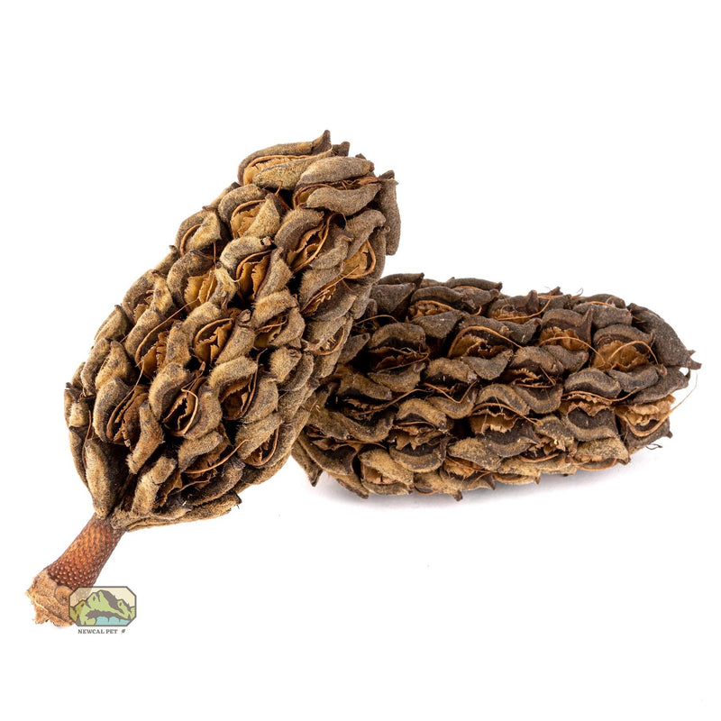 NewCal Magnolia Pods Natural Terrarium Decor | Pisces