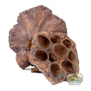 NewCal Lotus Pods Natural Hide Fish Reptile | Pisces