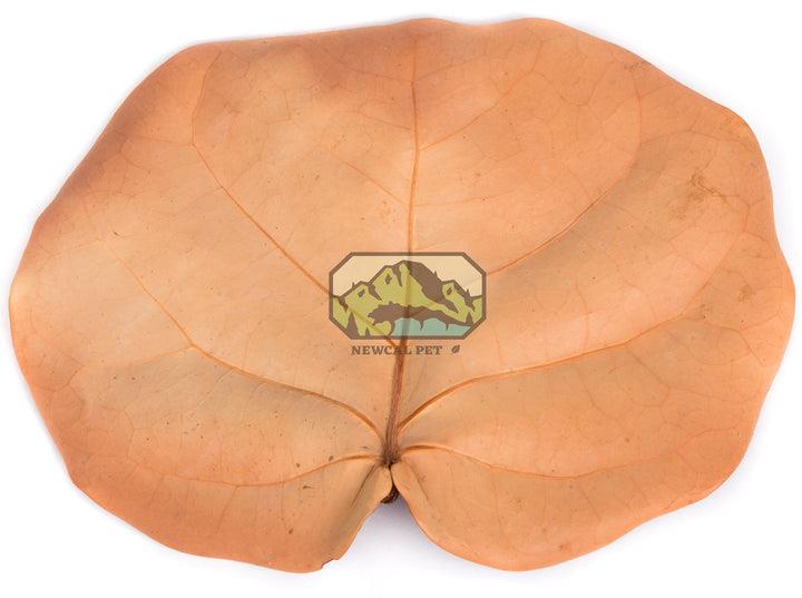 NewCal Sea Grape Leaves 10-Pack Reptile | Pisces