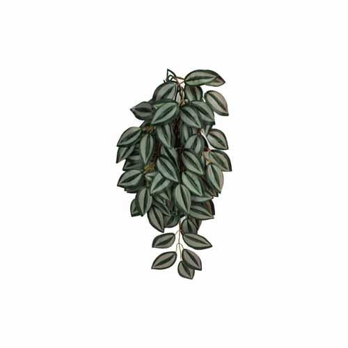 Komodo 2-Tone Climbing Plant - Small | Pisces