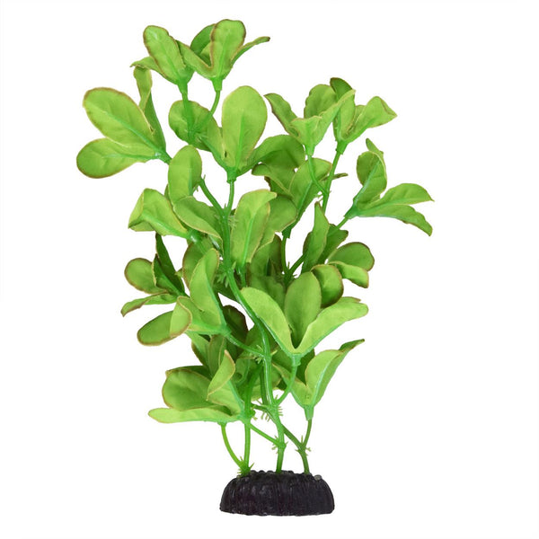 Underwater Treasures Bacopa Monnieri | Pisces