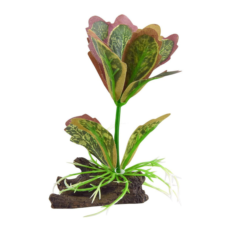 Underwater Treasures Kalanchoe Flapjack | Pisces