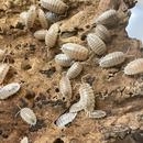 Pisces Isopods - Porcellio laevis ‘White’ | Pisces