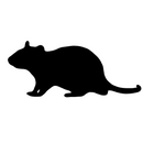 Frozen Feeder Rat - Colossal - Pisces Pet Emporium