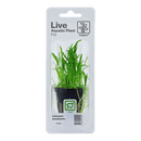 Tropica Blister Pack - Lilaeopsis brasiliensis - Pisces Pet Emporium