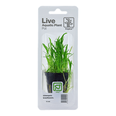Tropica Blister Pack - Lilaeopsis brasiliensis - Pisces Pet Emporium