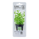Tropica Blister Pack - Bacopa monnieri 'Compact' - Pisces Pet Emporium