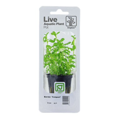 Tropica Blister Pack - Bacopa monnieri 'Compact' - Pisces Pet Emporium