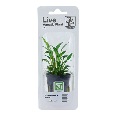 Tropica Blister Pack - Cryptocoryne x willisii - Pisces Pet Emporium